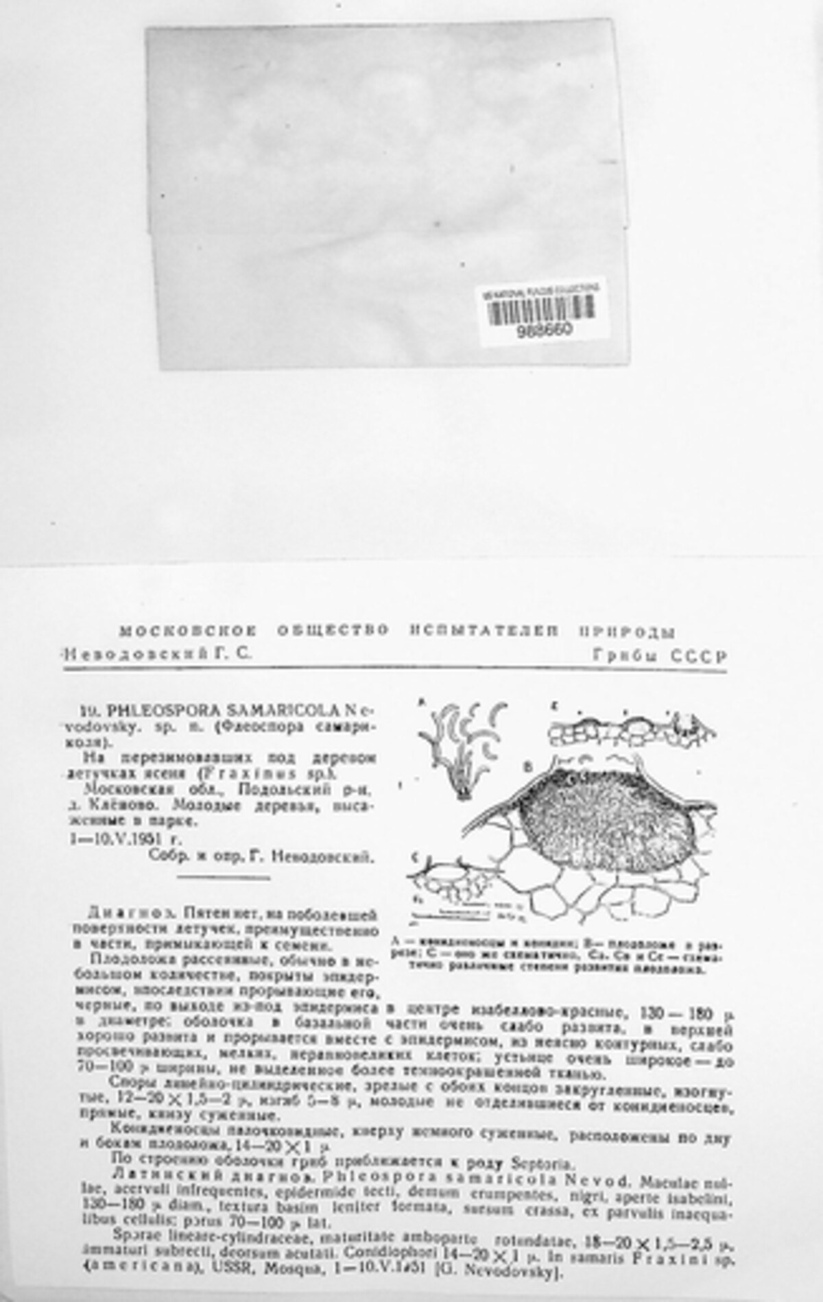 Phloeospora samaricola image